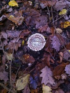 12182723_762886913837580_8284859697277121350_o